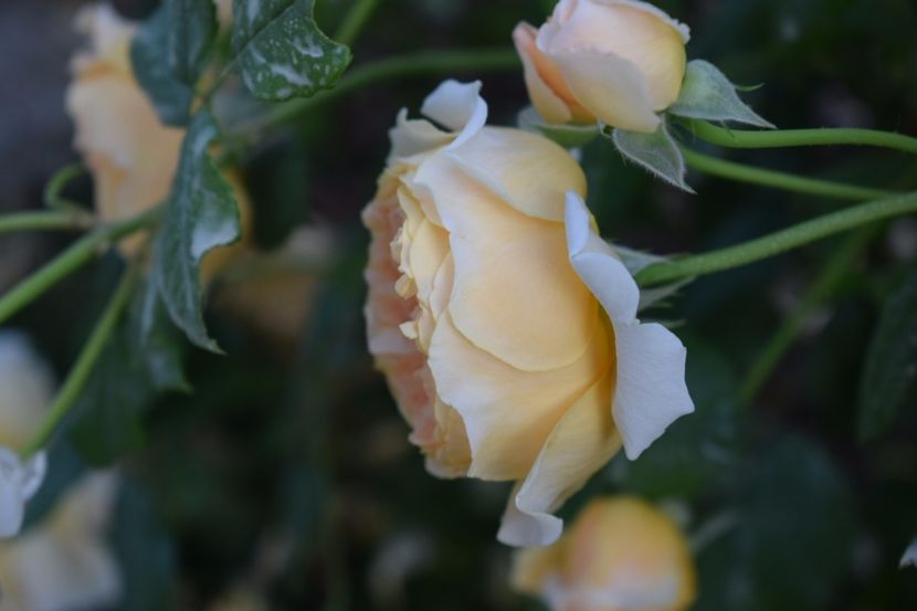  - Crown Princess Margaret