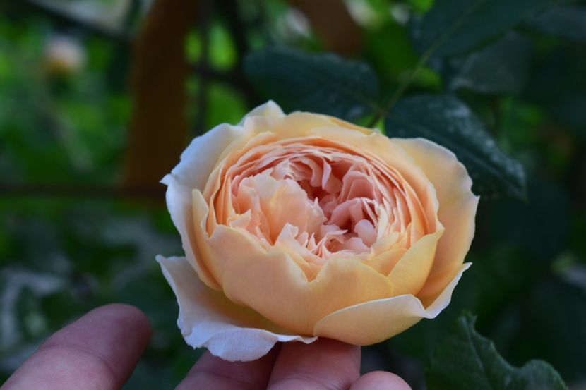  - Crown Princess Margaret