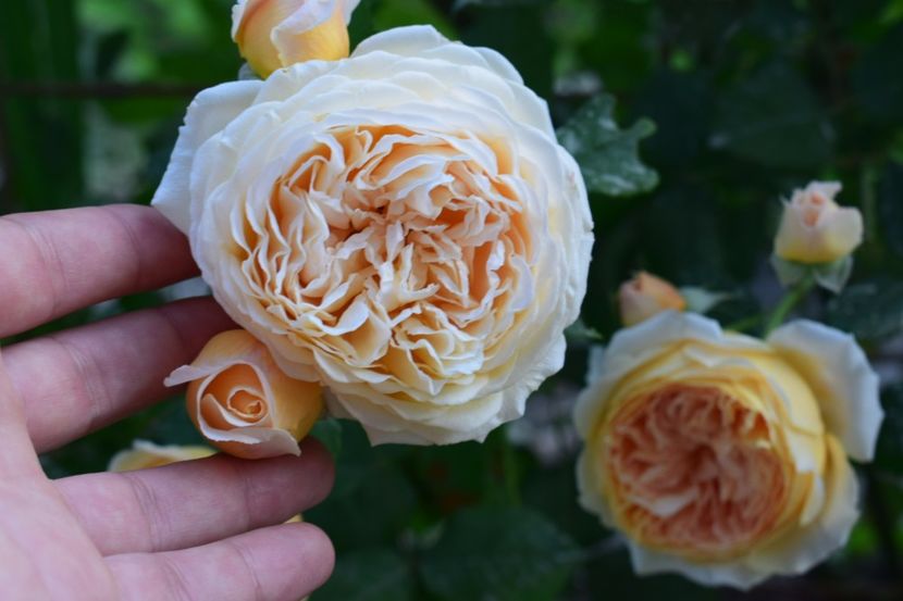  - Crown Princess Margaret