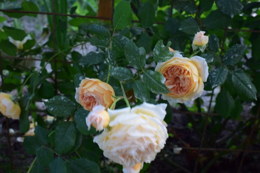  - Crown Princess Margaret