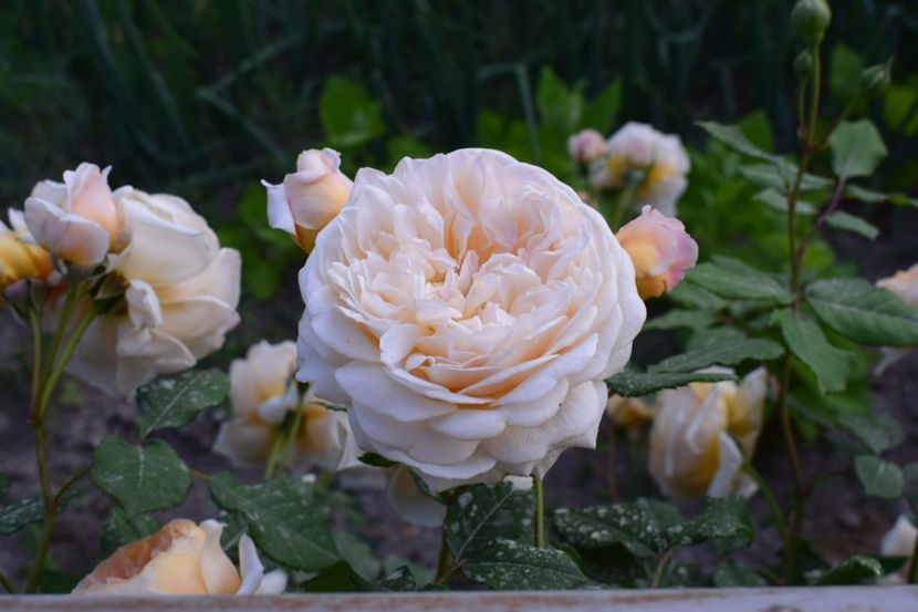  - Crown Princess Margaret