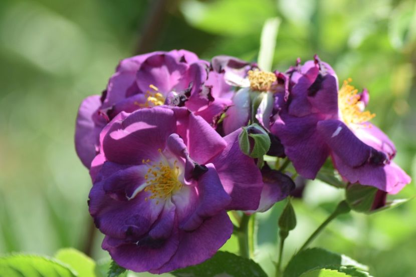 Mic si ars de soare - Rapsody in Blue