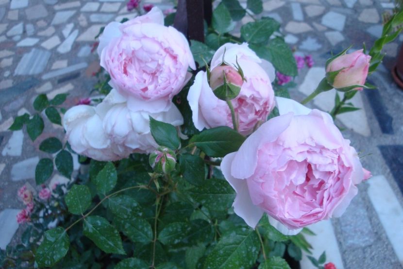  - The Wedgewood Rose