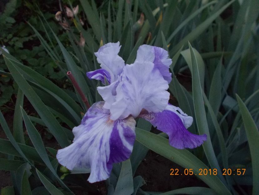 brindled beauty - IRISI BARBATA ELATIOR SI INTERMEDIA-2018