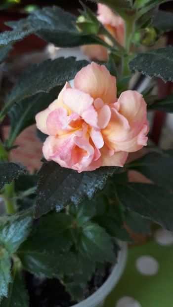 2018 - R19 - Giselle