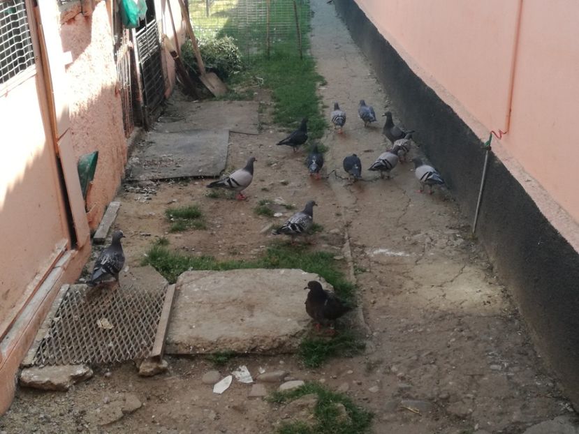  - 2018-Prima serie de pui