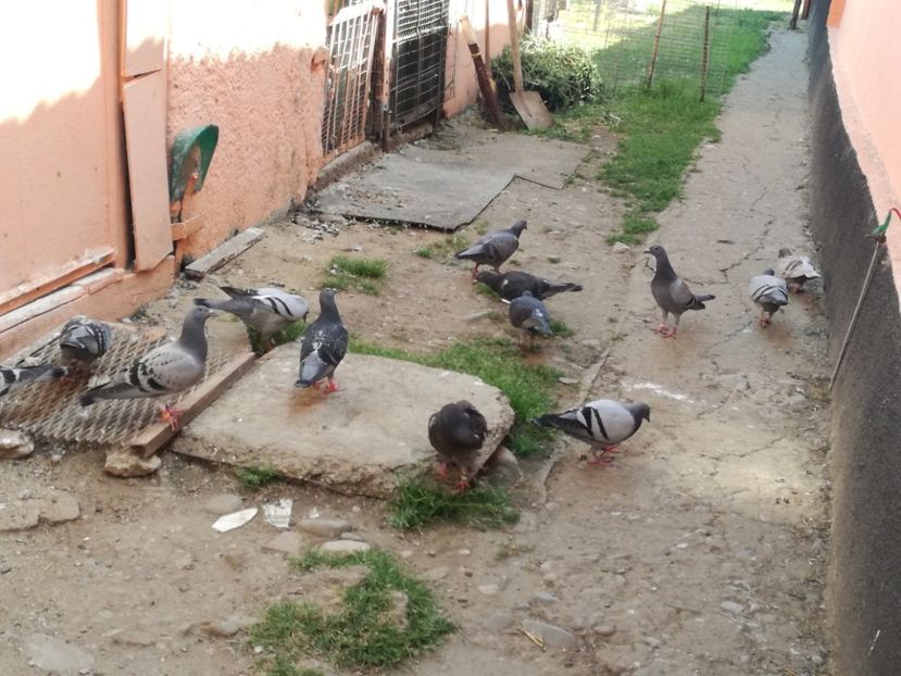  - 2018-Prima serie de pui