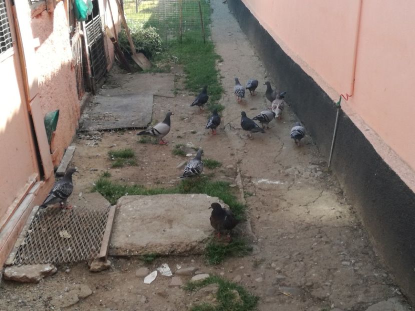  - 2018-Prima serie de pui