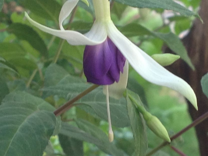  - Fuchsia 2018