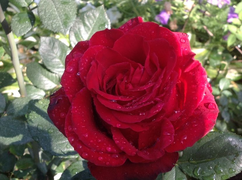  - Un roșu de Ciumbrud Mr Lincoln