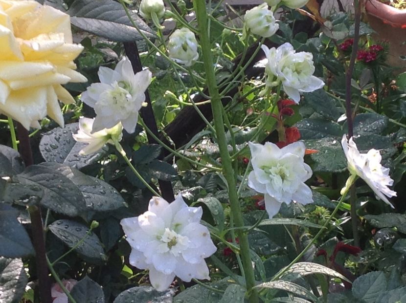  - Delphinium un nou inceput