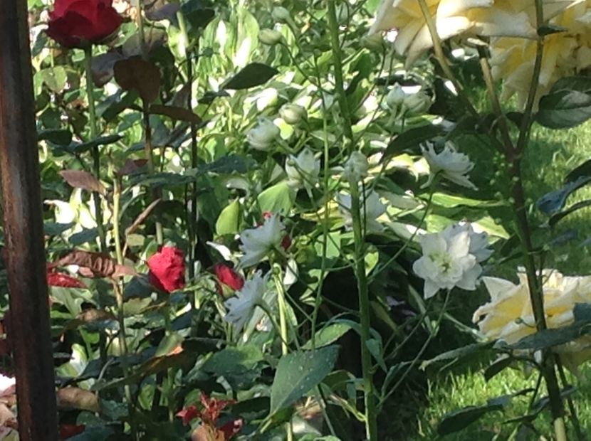  - Delphinium un nou inceput