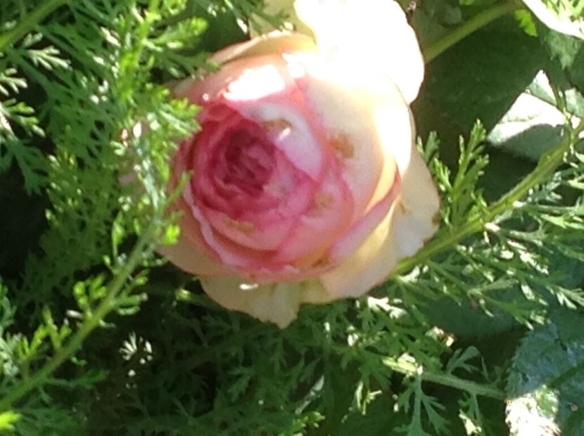  - mai 2018