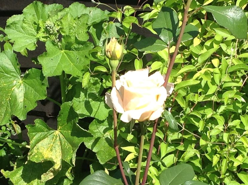  - mai 2018