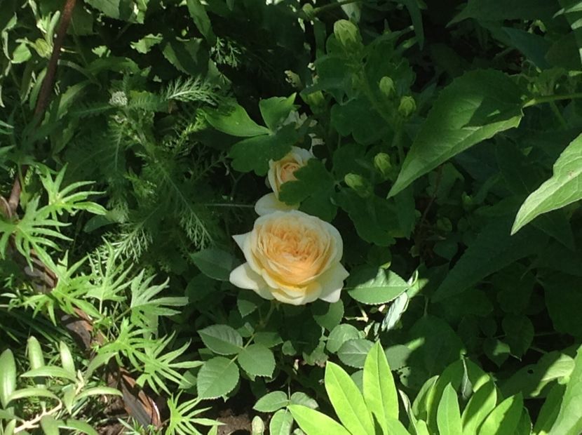 - mai 2018