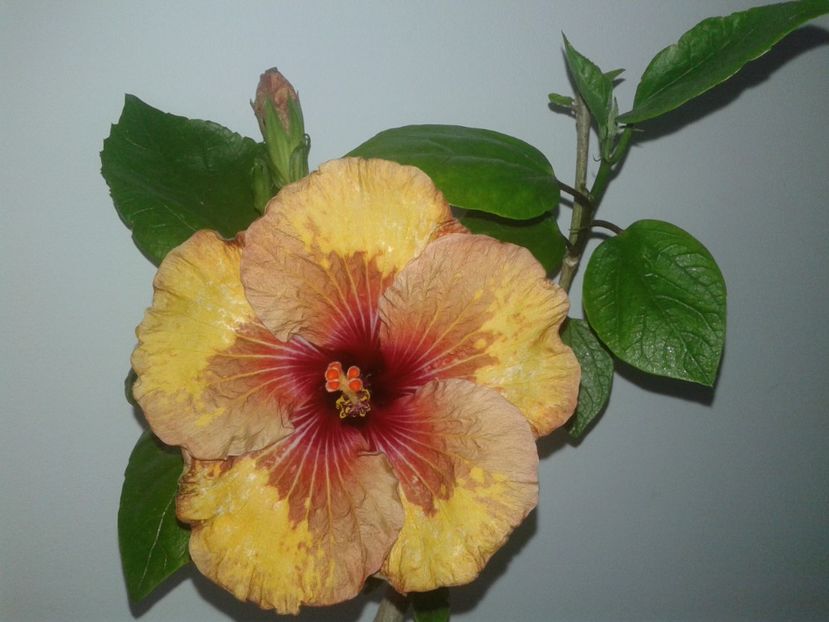  - Hibiscus Tahitian Mahogany Sunspots