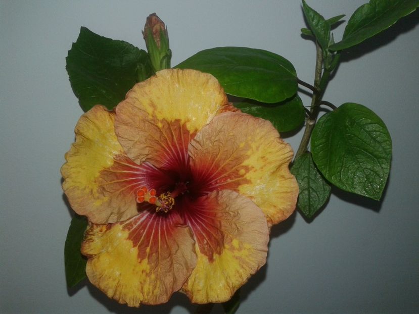  - Hibiscus Tahitian Mahogany Sunspots
