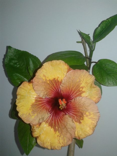  - Hibiscus Tahitian Mahogany Sunspots