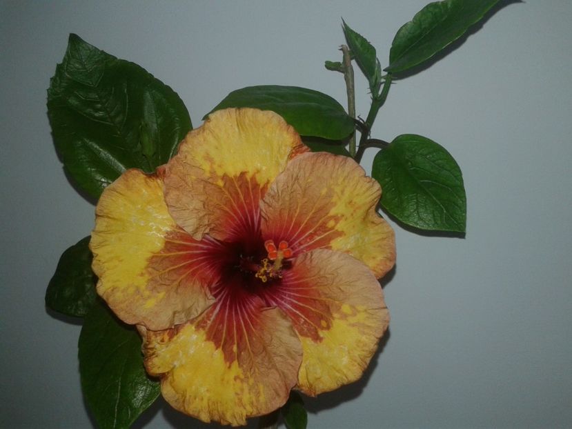  - Hibiscus Tahitian Mahogany Sunspots