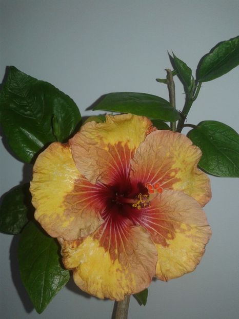  - Hibiscus Tahitian Mahogany Sunspots