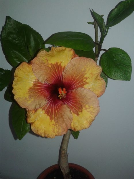  - Hibiscus Tahitian Mahogany Sunspots