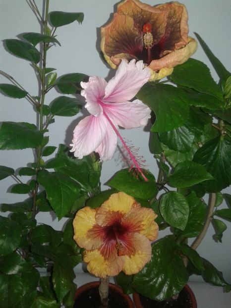  - HIBISCUS 2018