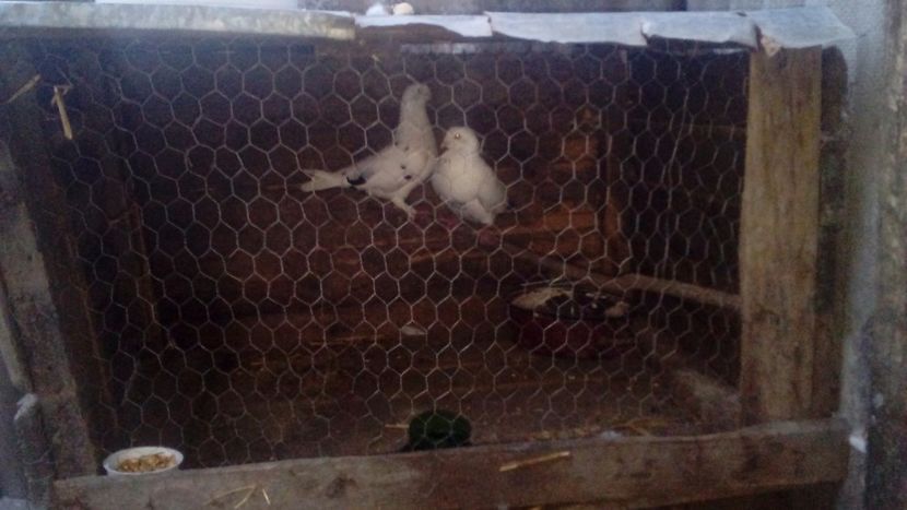 Noua casă - Porumbei Standard