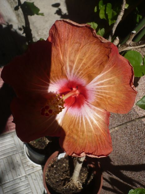 P1370670 - HIBISCUSI 2018-2