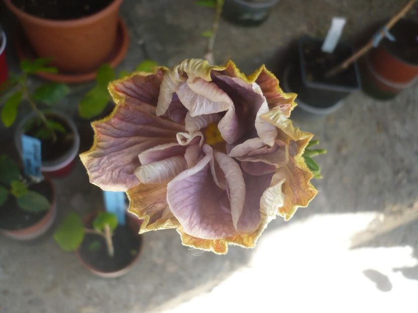P1370671 - HIBISCUSI 2018-2