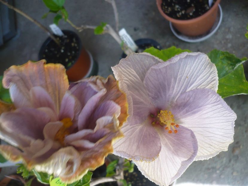 P1370679 - HIBISCUSI 2018-2