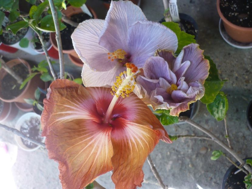P1370684 - HIBISCUSI 2018-2