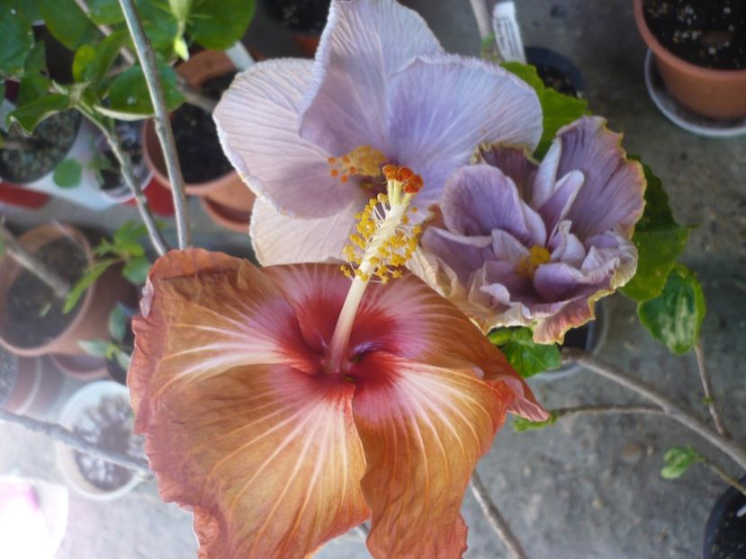 P1370685 - HIBISCUSI 2018-2