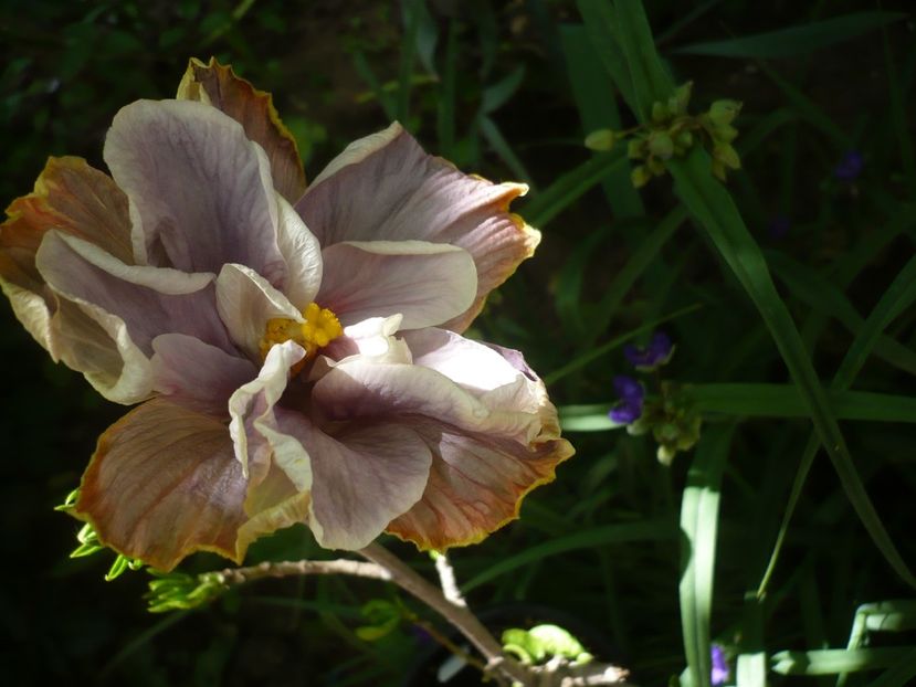 P1370688 - HIBISCUSI 2018-2