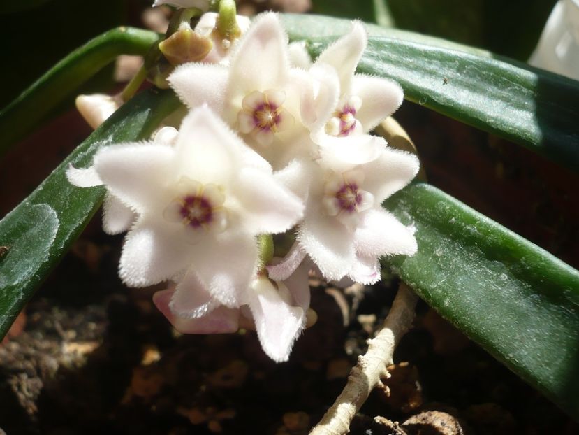 02.06.2018 - HOYA 2018-1