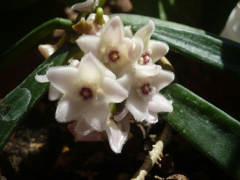 P1370675 - HOYA 2018-1