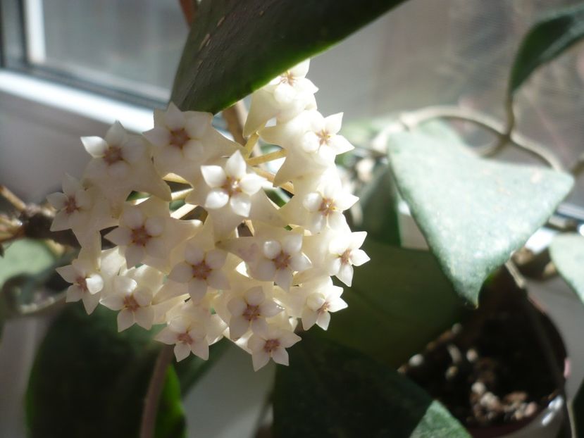 P1370677 - HOYA 2018-1