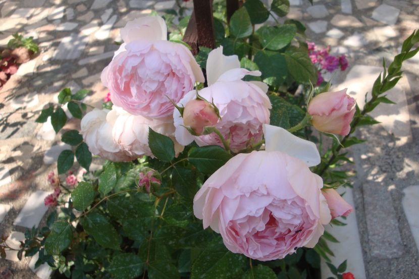  - The Wedgewood Rose