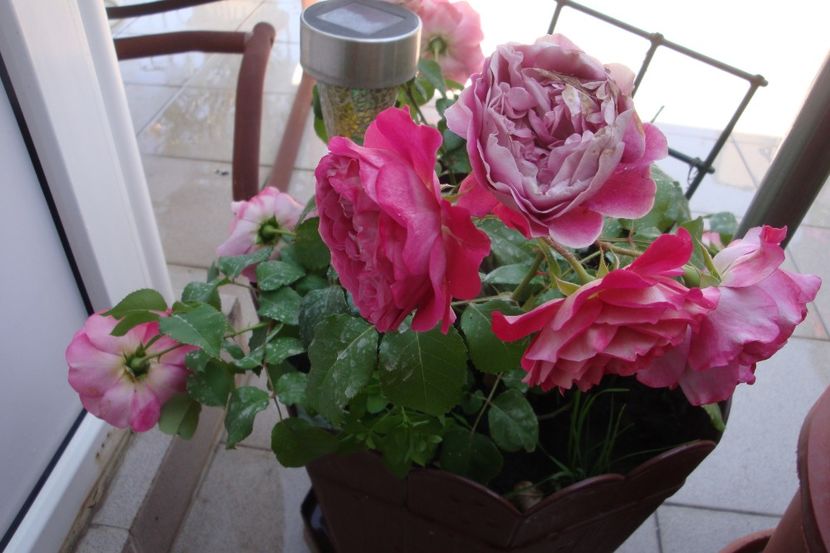  - Centenar de l Hai les roses