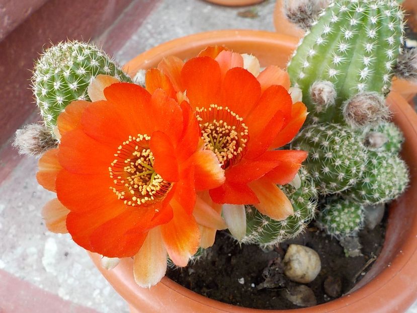  - Genul Rebutia