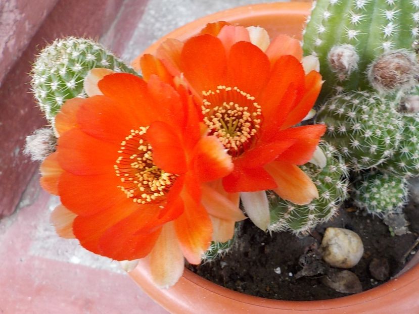  - Genul Rebutia