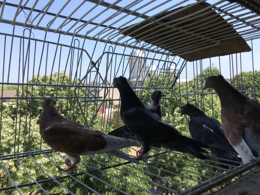 6617D910-EC65-43CE-9C32-C34553773A5F - Pui Zburator Beograd