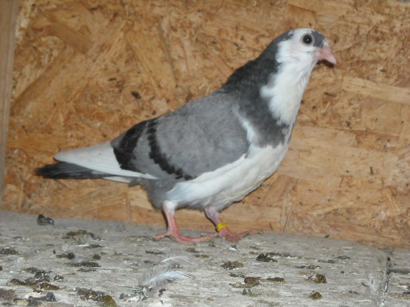 pierdut - PUISORI 2018