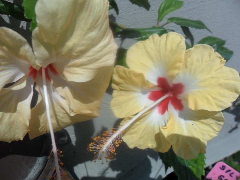  - hibiscusi 2018 1