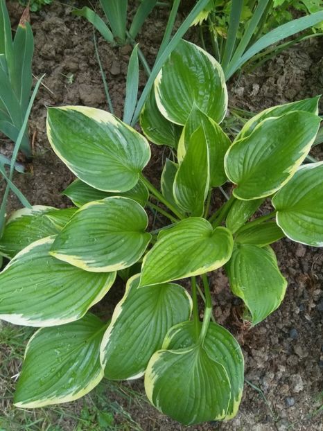 Hosta - 2018