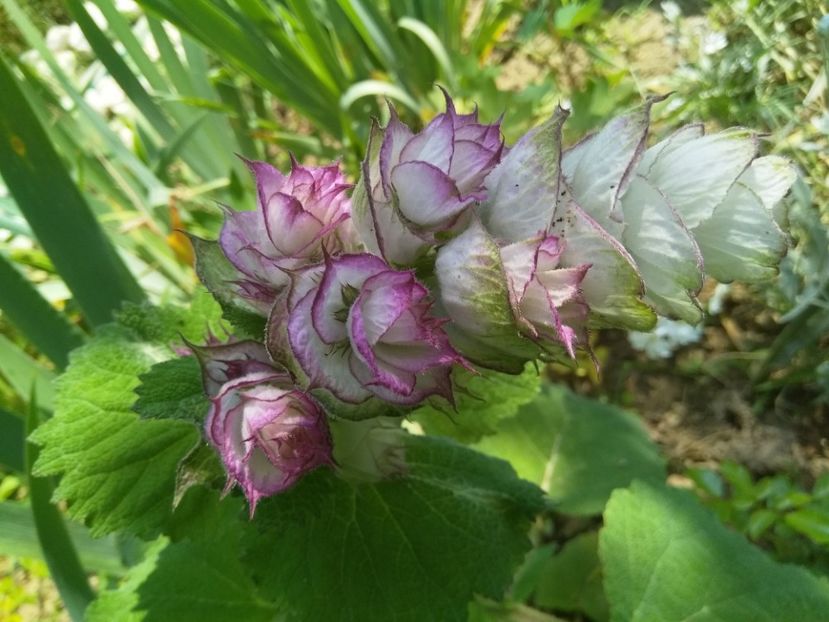 Salvia Sclarea - 2018