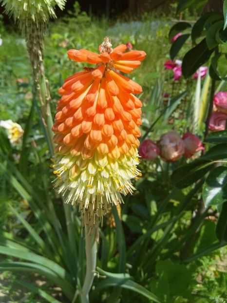 Kniphofia - 2018