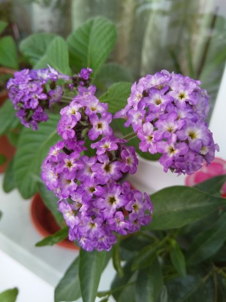 Floare de vanilie - 2018