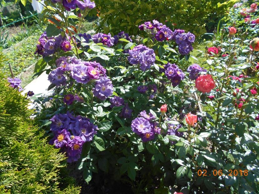 02.06.2018 - Rhapsody in blue