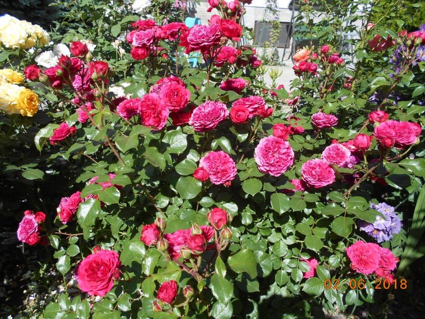  - Red Leonardo Da Vinci