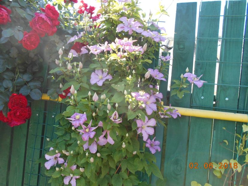  - 3Clematite2018
